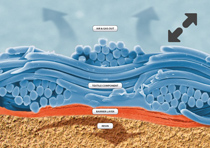 membrane system